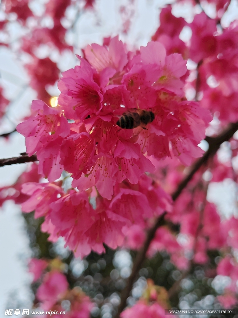 樱花 