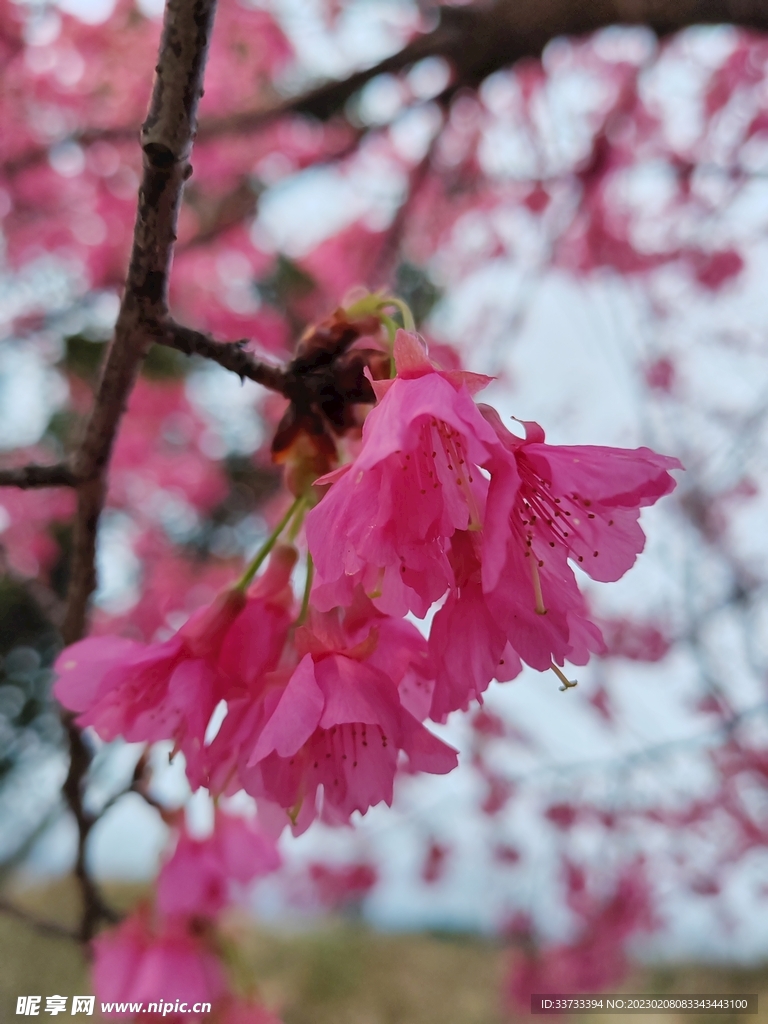 樱花 