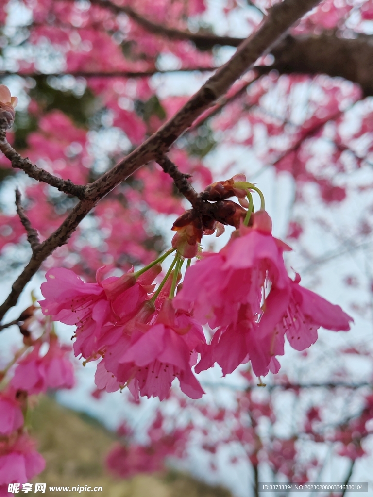 樱花 
