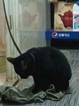 黑猫