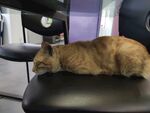 猫咪