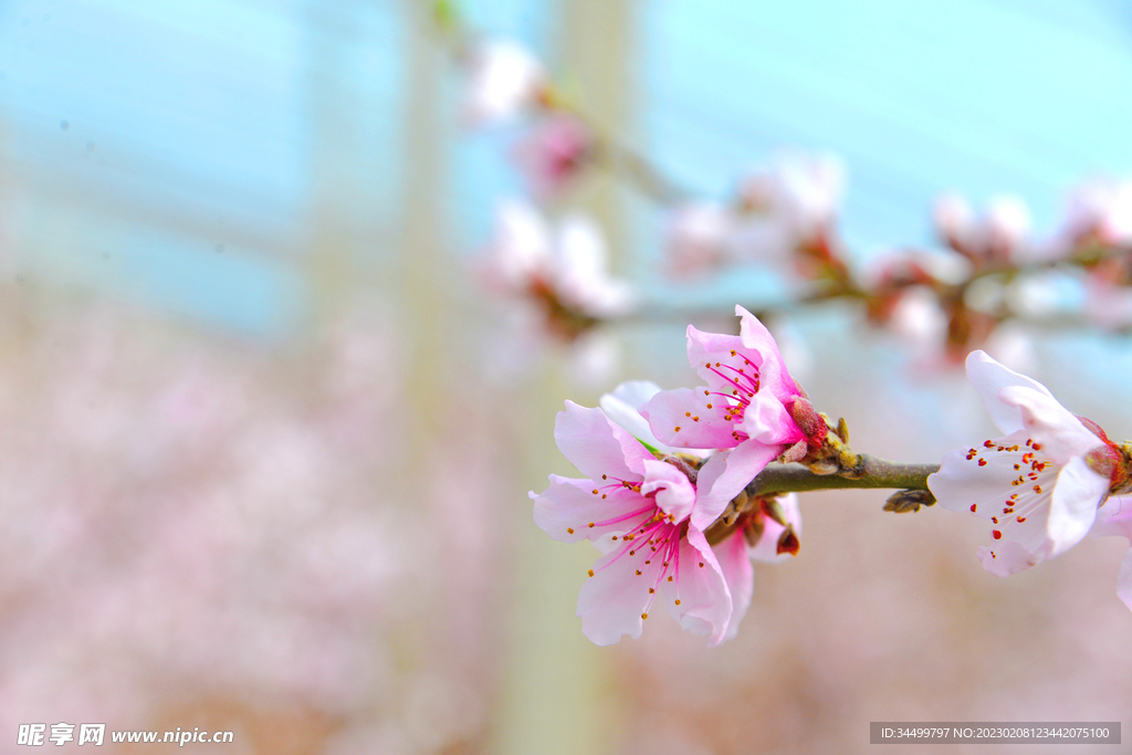 桃花