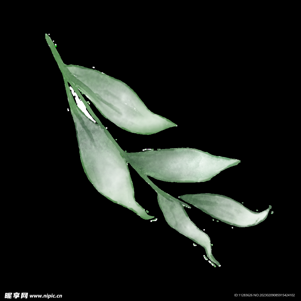 水彩植物