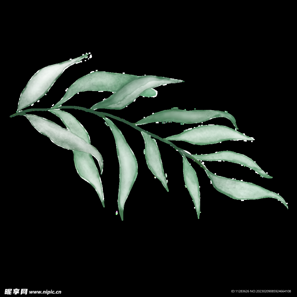 水彩植物