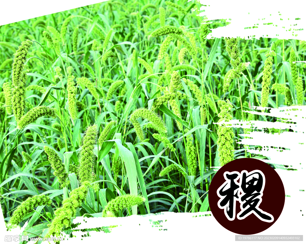 稷麦