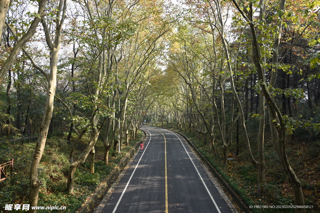 林间公路
