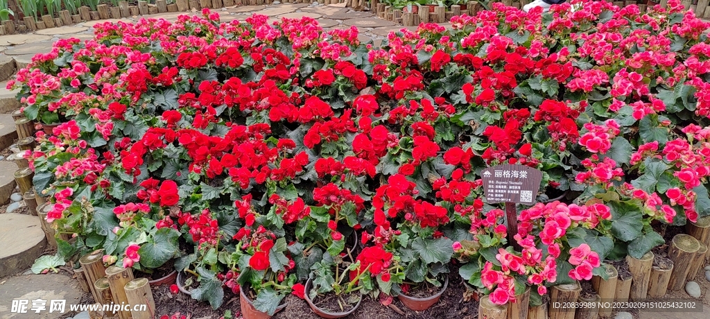 花