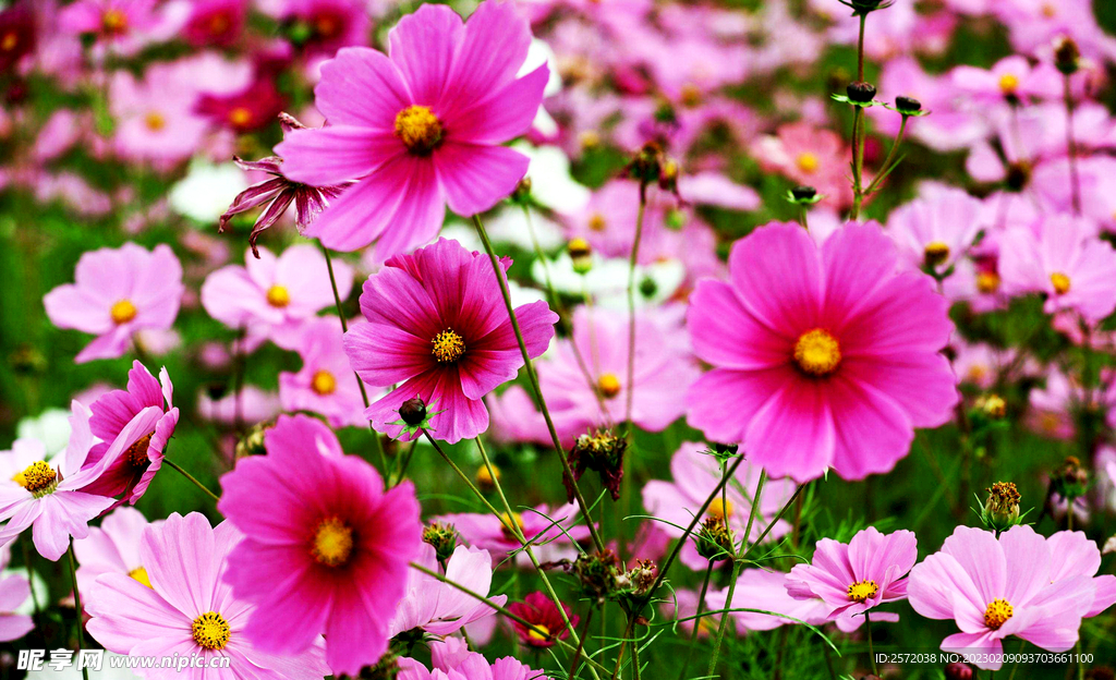 格桑花开
