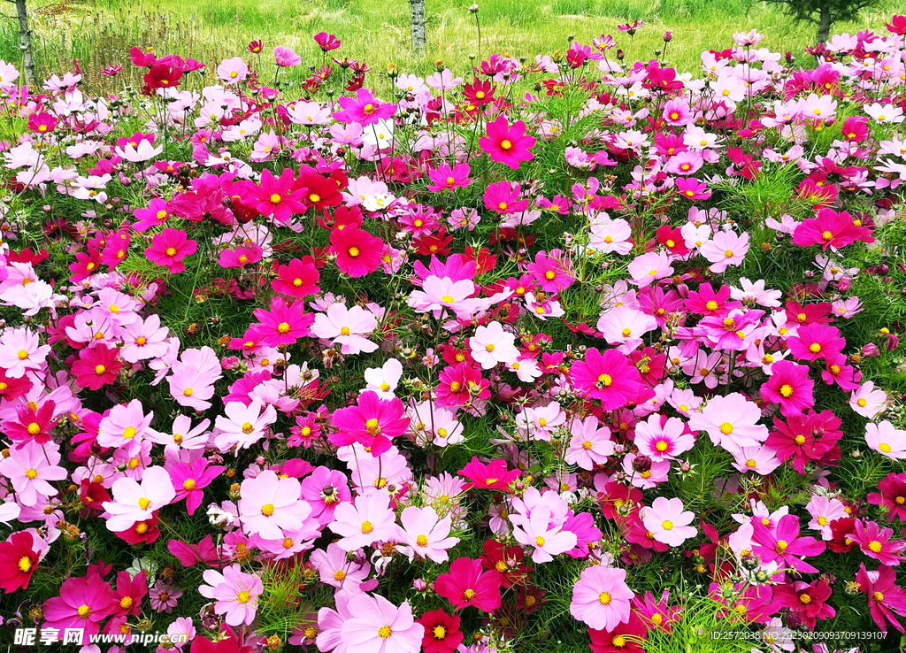 格桑花开