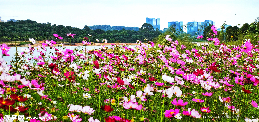 格桑花开