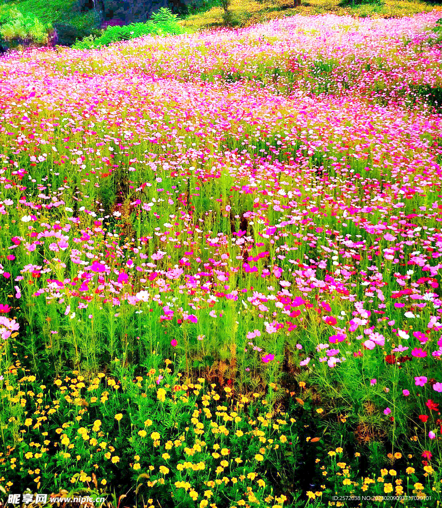 格桑花开