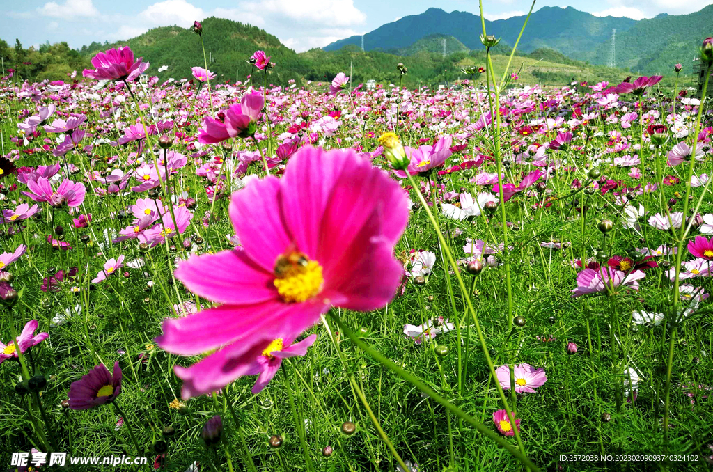 格桑花开