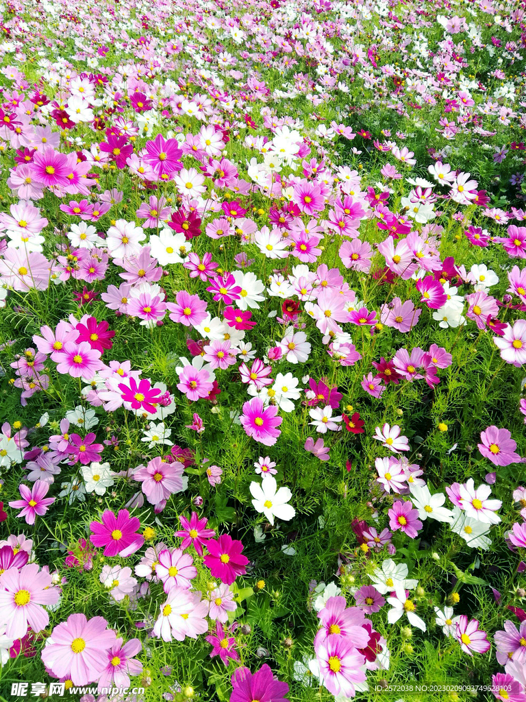 格桑花开