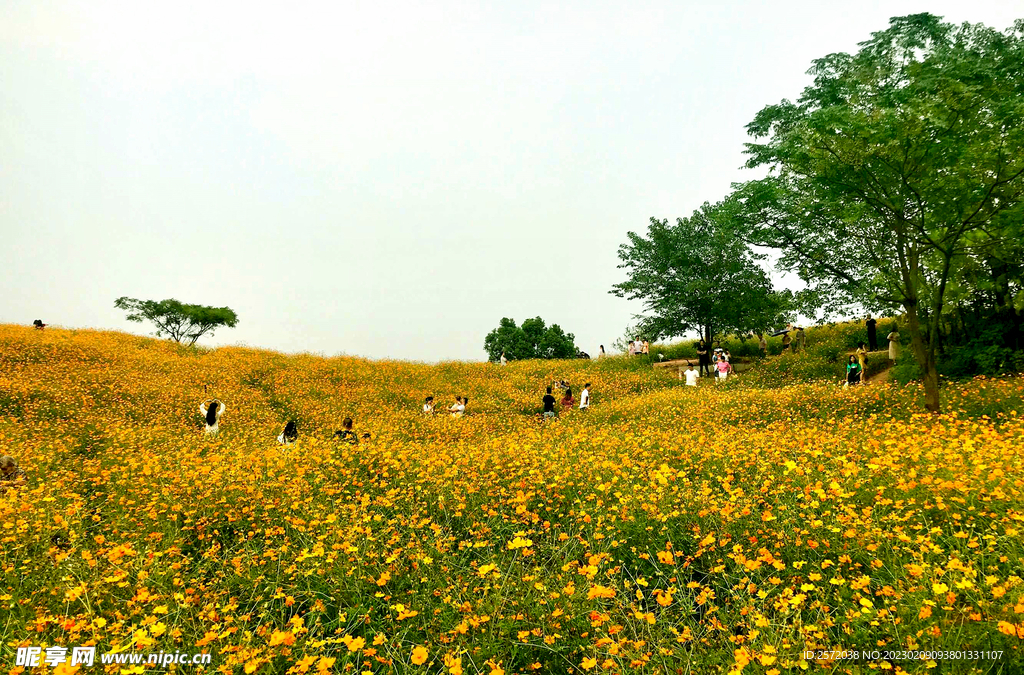 格桑花开