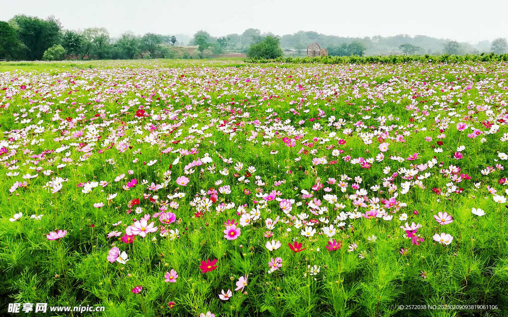 格桑花开