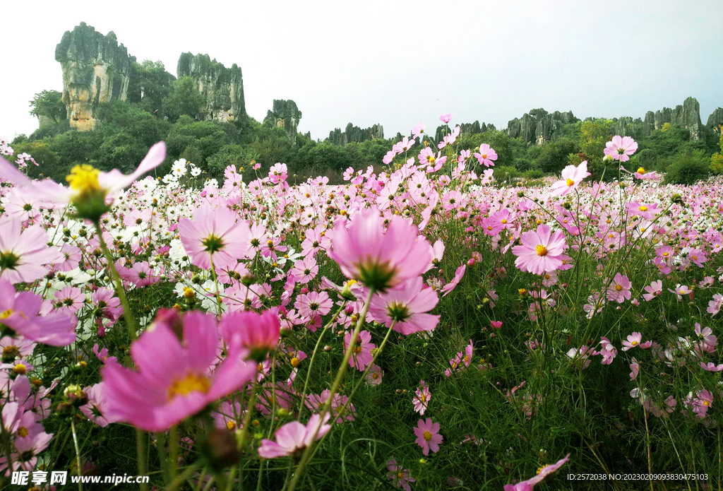 格桑花开