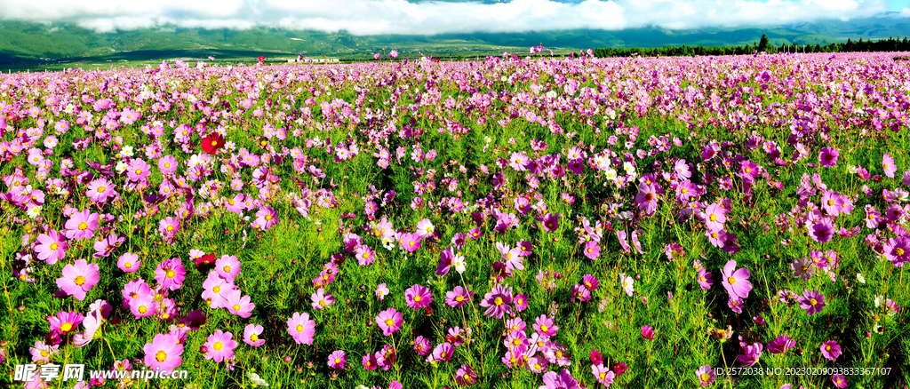 格桑花开