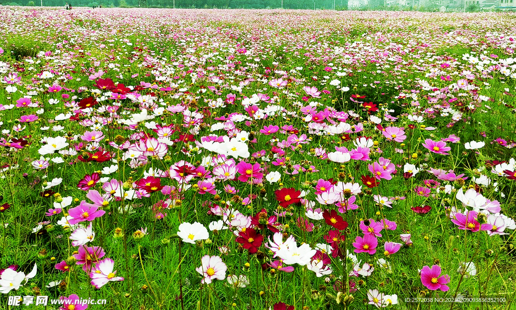 格桑花开