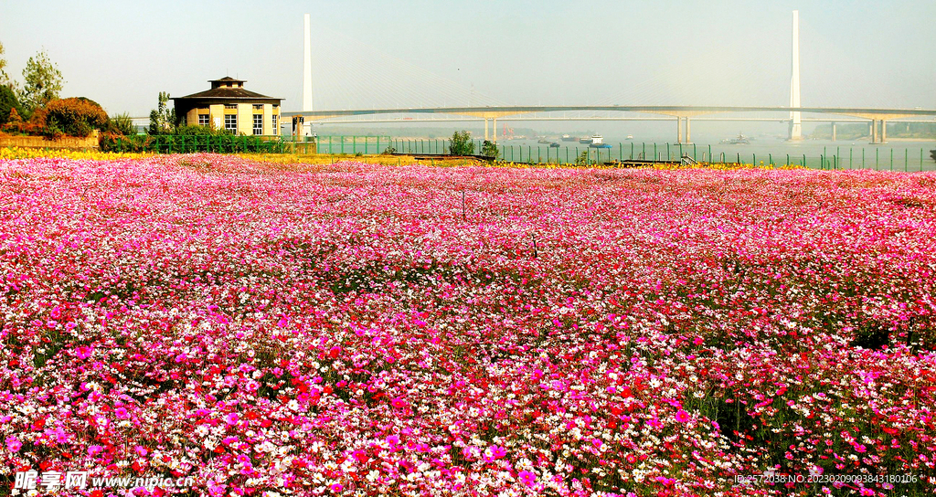 格桑花开