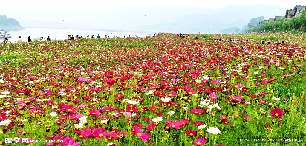 格桑花开