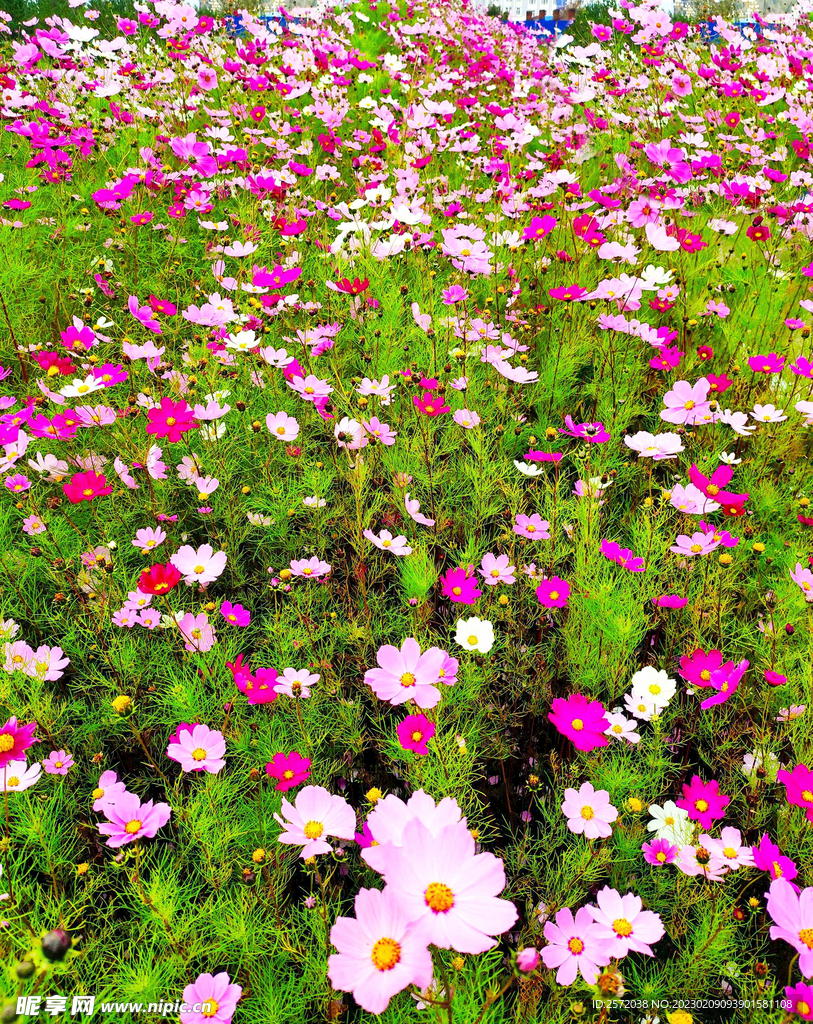 格桑花开