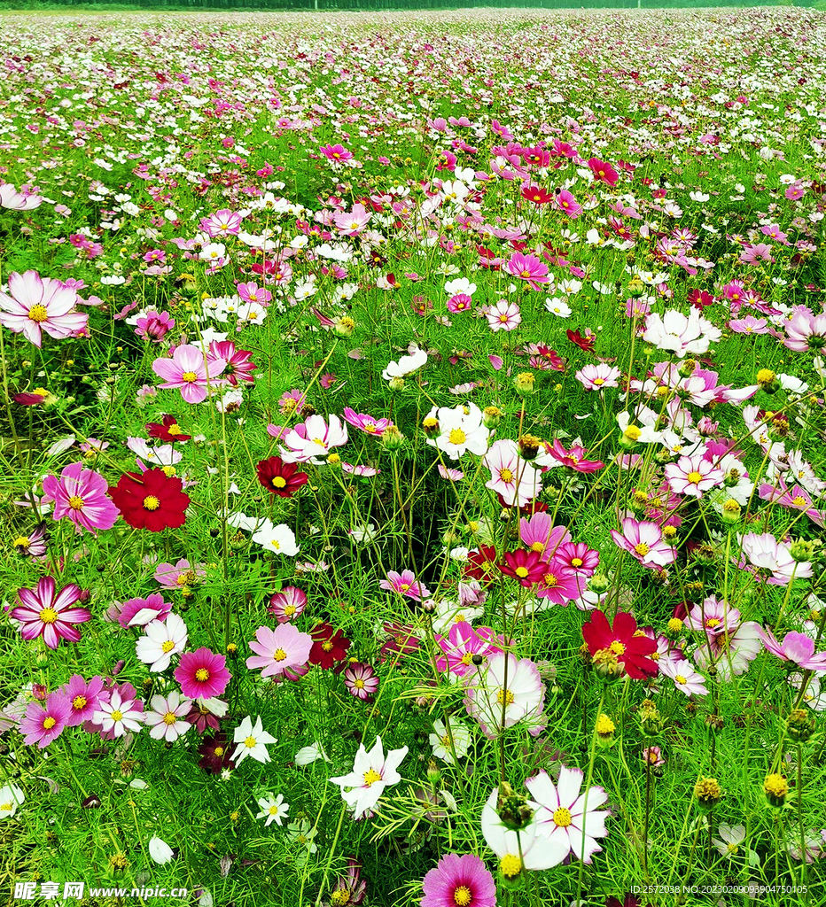 格桑花开