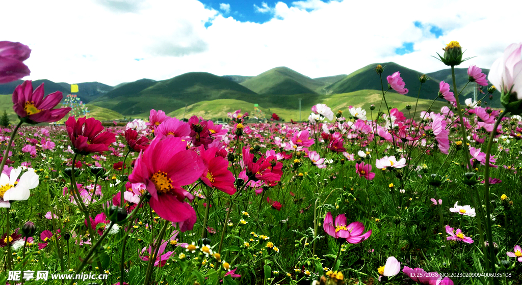 格桑花开