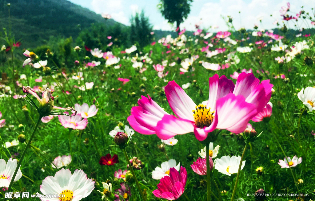 格桑花开