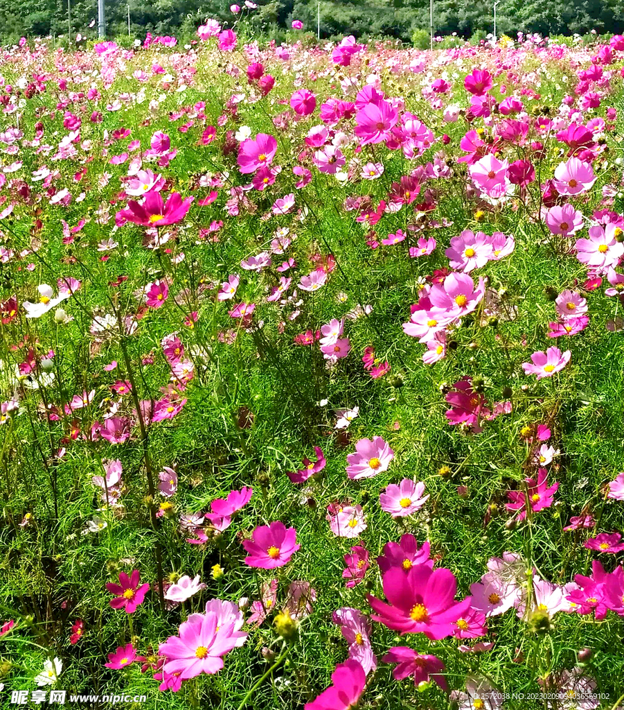 格桑花开