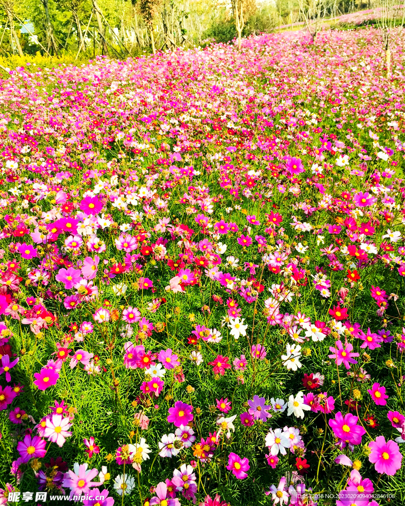 格桑花开
