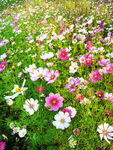格桑花开