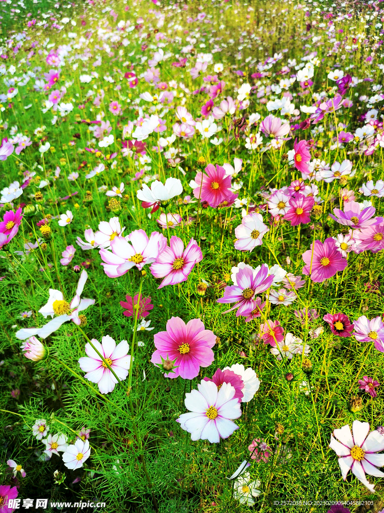 格桑花开