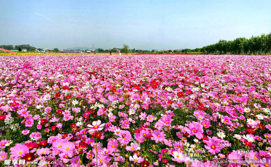 格桑花开