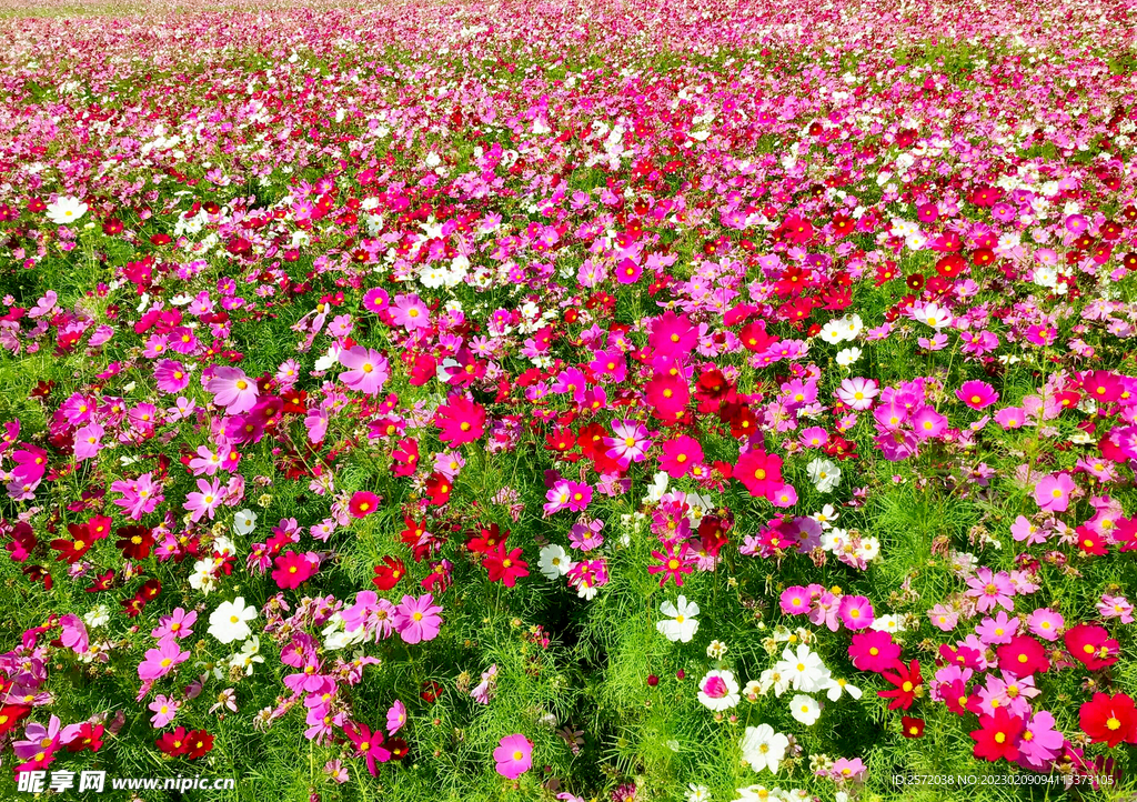 格桑花开