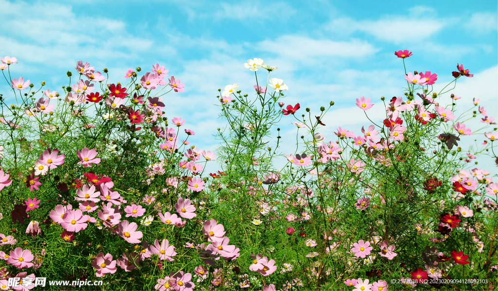 格桑花开