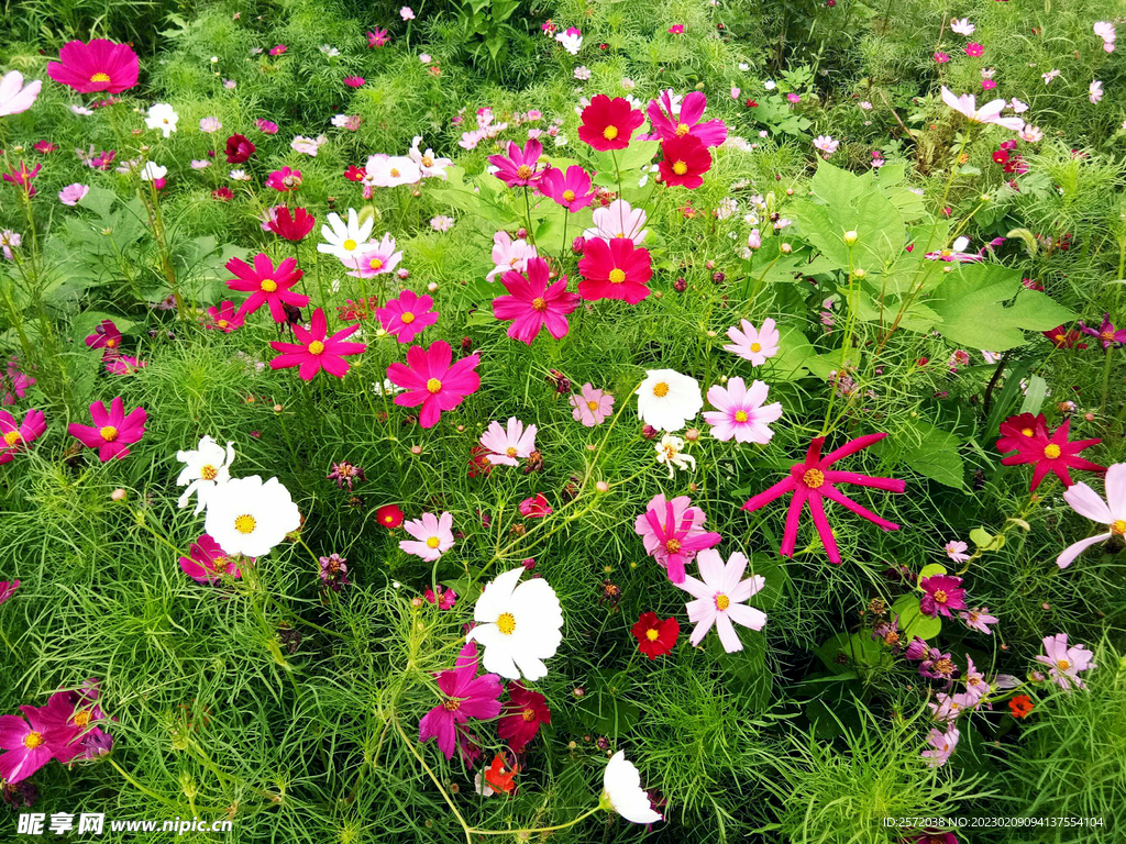 格桑花开