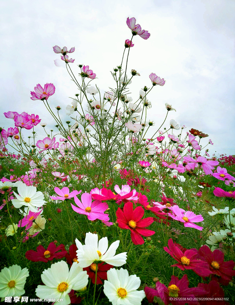 格桑花开