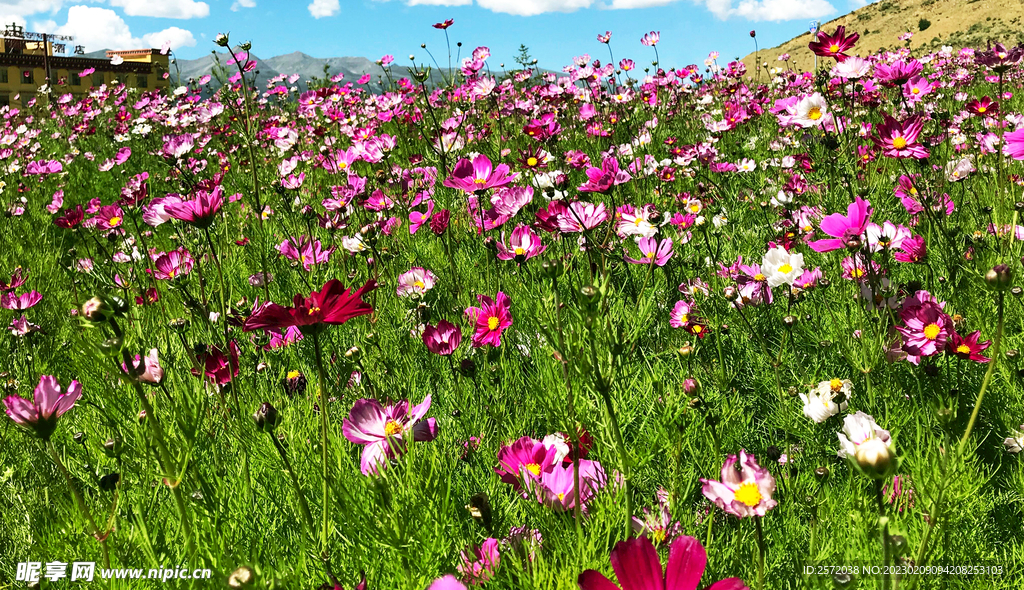 格桑花开