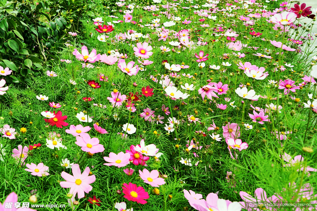 格桑花开