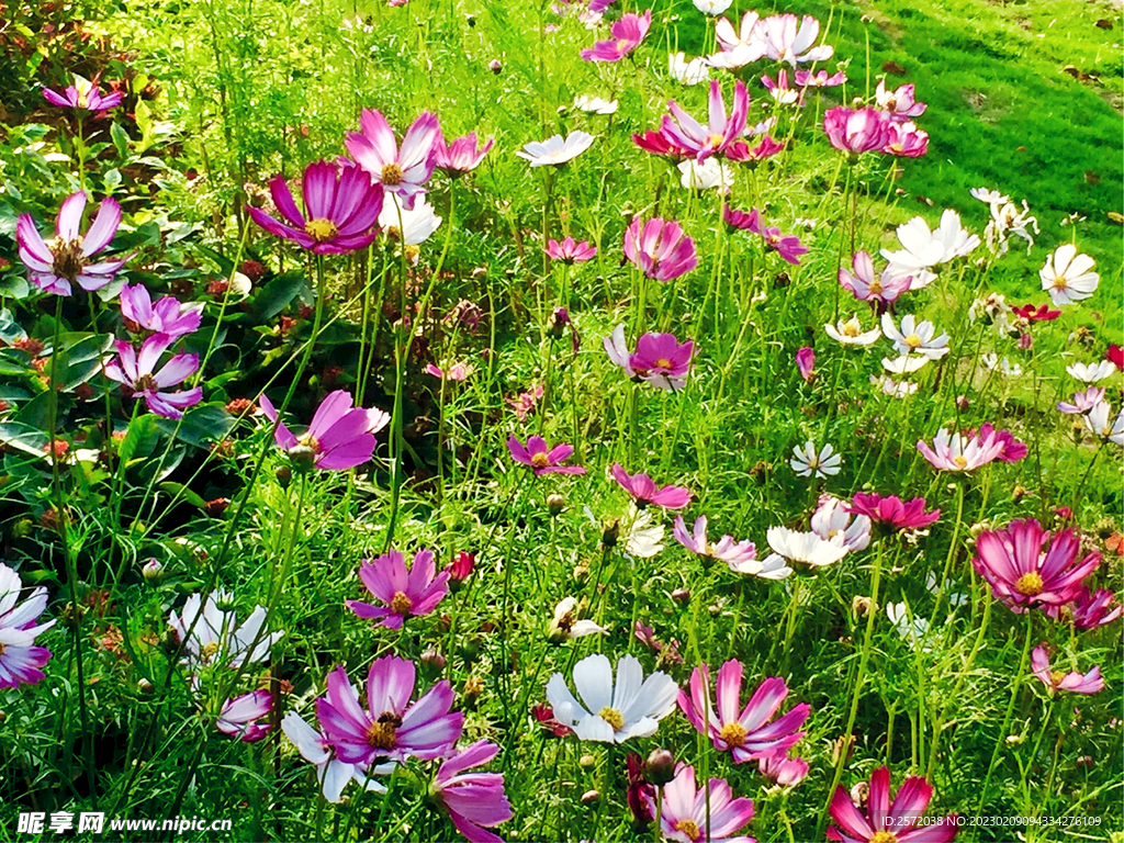 格桑花开
