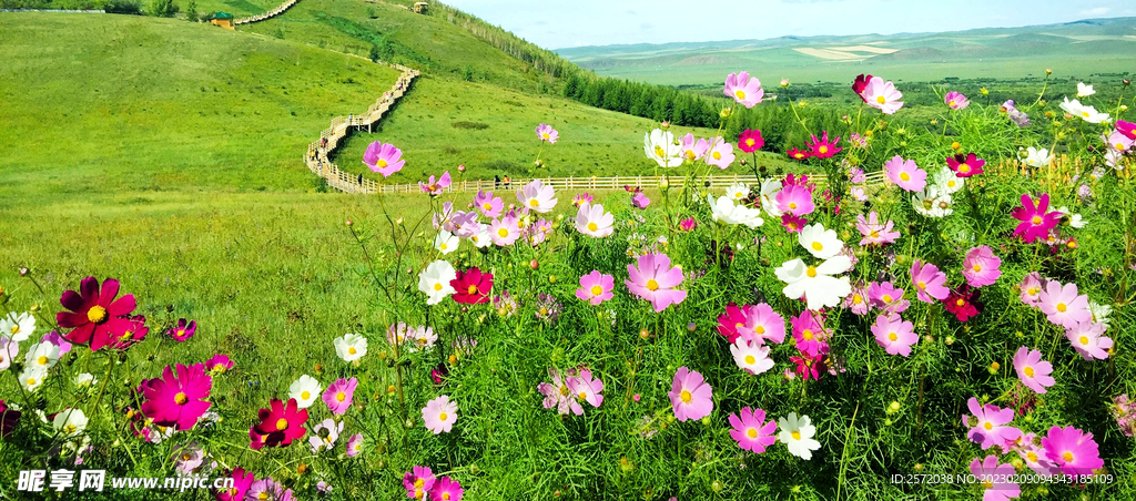 格桑花开