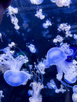 水族馆 水母 蓝色 裙边