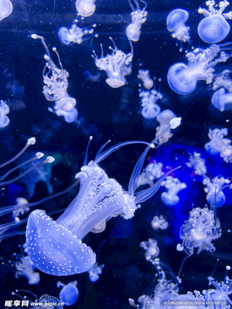 水族馆 水母 蓝色 裙边 发光