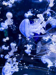 水族馆 水母 蓝色 裙边 发光