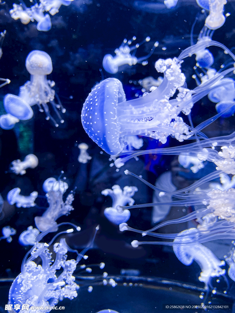 水族馆 水母 蓝色 裙边 发光