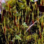 微距苔藓