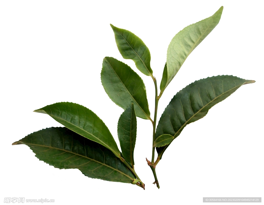 茶叶