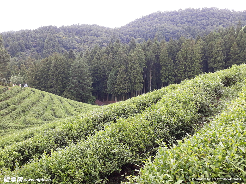 茶园茶山