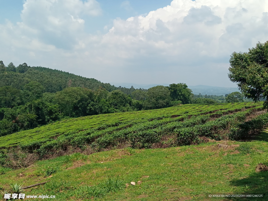 茶园茶山