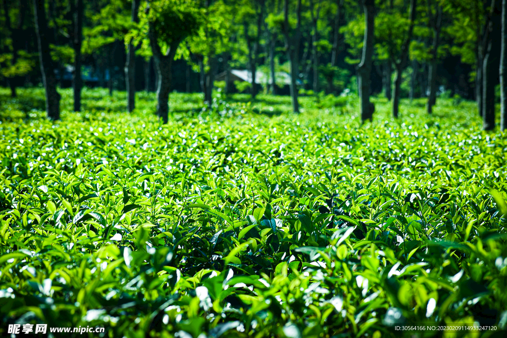 茶园茶山